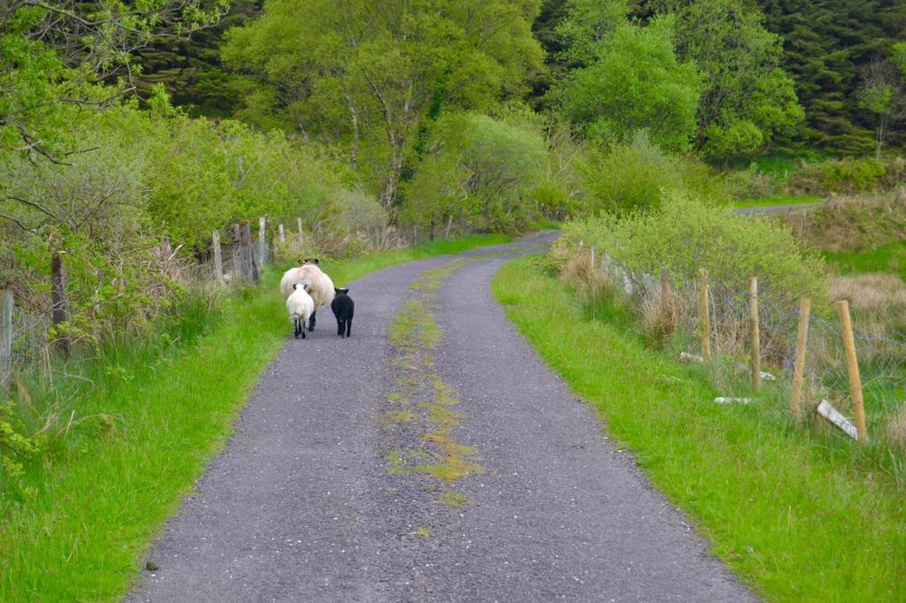 Riverlodge Self Catering Kenmare Dış mekan fotoğraf